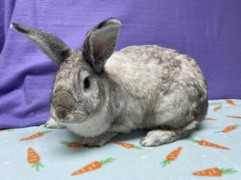 Rescue Bunny Rabbit Rabbits for Adoption in Harrisburg, Pennsylvania - Frederick | PetCurious