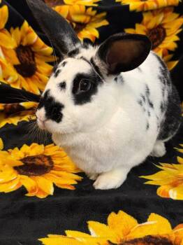 Rescue New Zealand Rabbits for Adoption in Saint Charles, Missouri - Toucan | PetCurious