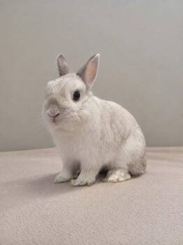 Éclipse -  Bunny Rabbit Rabbit for Adoption in Delson, Quebec - Éclipse | PetCurious