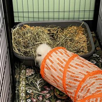 Pluto -  Lionhead Rabbit for Adoption in The Woodlands, Texas - Pluto | PetCurious
