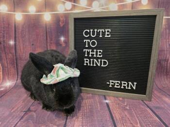 Fern -  Havana Rabbit for Adoption in Columbus, Ohio - Fern | PetCurious