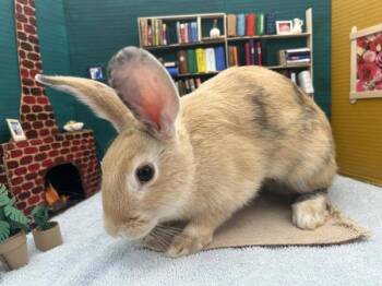 Togepi -  New Zealand Rabbit for Adoption in Portland, Oregon - Togepi | PetCurious