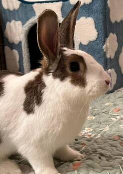 New Zealand Rabbits Available for Adoption in Saint Charles, Missouri - Magic Mike | PetCurious