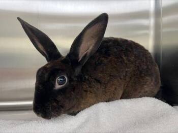 Boo -  Bunny Rabbit Rabbit for Adoption in Westland, Michigan - Boo | PetCurious