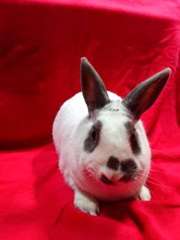 Rescue English Spot Rabbits for Adoption in Erie, Pennsylvania - Fleetwood Mac | PetCurious