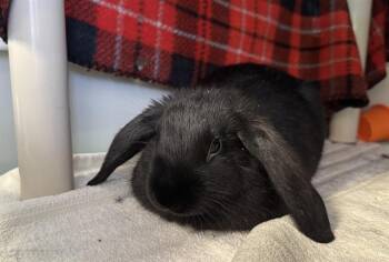 BAXTER -  Bunny Rabbit Rabbit for Adoption in Palo Alto, California - BAXTER | PetCurious