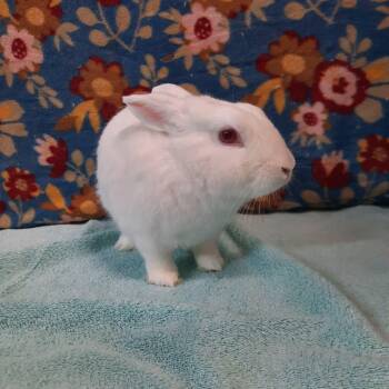 Rescue Bunny Rabbit Rabbits for Adoption in Montclair, California - Sir Hopsalot | PetCurious