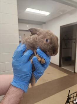 NESQUICK -  Bunny Rabbit Rabbit for Adoption in Derwood, Maryland - NESQUICK | PetCurious