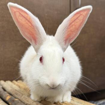 Hoppi -  Bunny Rabbit Rabbit for Adoption in Jefferson, Wisconsin - Hoppi | PetCurious