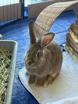American and New Zealand Rabbits Available for Adoption in Melbourne, Florida - Byers | PetCurious