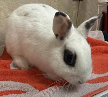 Hoppenheimer -  American Rabbit for Adoption in Honolulu, Hawaii - Hoppenheimer | PetCurious