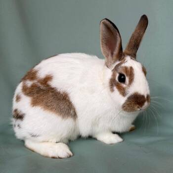 English Spot Rabbits Available for Adoption in Columbia, Maryland - Elsa | PetCurious