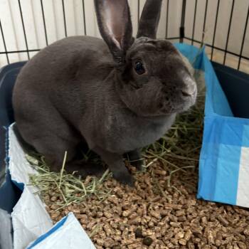 Bayleef -  Rex Rabbit for Adoption - Bayleef | PetCurious