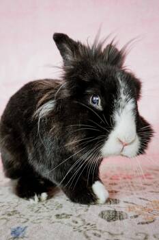 Jack -  Lionhead Rabbit for Adoption in Long Beach, California - Jack | PetCurious