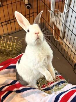 Daphne baby Isa -  Dutch Rabbit for Adoption in Santa Cruz, California - Daphne Baby Isa | PetCurious