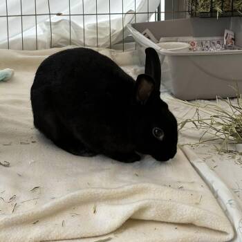 Button -  Dutch Rabbit for Adoption in Dover, New Hampshire - Button | PetCurious