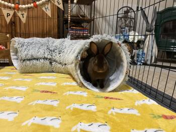 Mini Rex Rabbits Available for Adoption in Little Rock, Arkansas - Drake | PetCurious