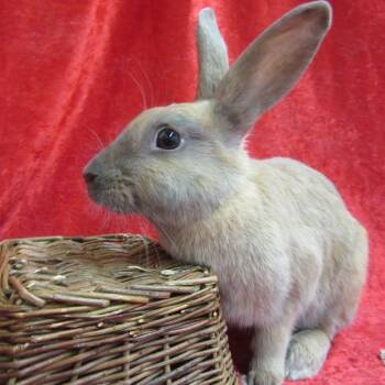 Bunny Rabbit Rabbits Available for Adoption - Fawn | PetCurious