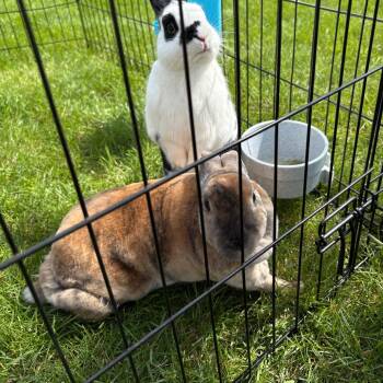 Rex Rabbits Available for Adoption in South Elgin, Illinois - Godiva - Home To Home | PetCurious