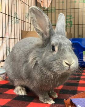 Lionhead Rabbits Available for Adoption - Harmony | PetCurious