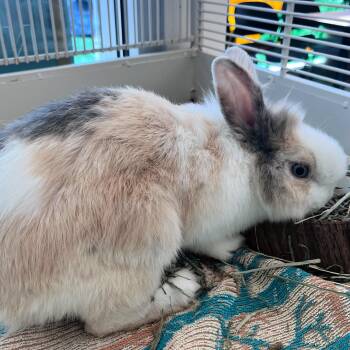 Bunny Rabbit Rabbits Available for Adoption in Lindon, Utah - Voldemort | PetCurious
