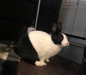 Romie -  Dutch and Bunny Rabbit Rabbit for Adoption in Montreal, Quebec - Romie | PetCurious