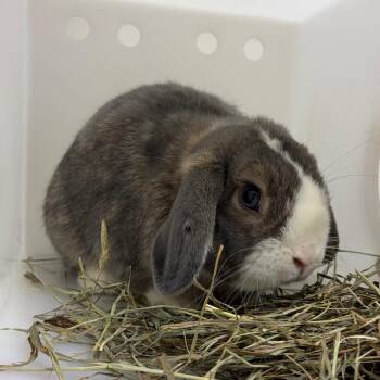 Oakley -  Holland Lop Rabbit for Adoption in Reno, Nevada - Oakley | PetCurious
