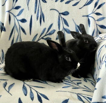 Rescue Dwarf Rabbits for Adoption in Naples, Florida - Miffy And Buttons | PetCurious