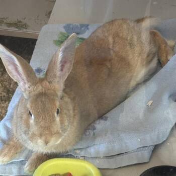 Bunny Rabbit Rabbits Available for Adoption - BART | PetCurious