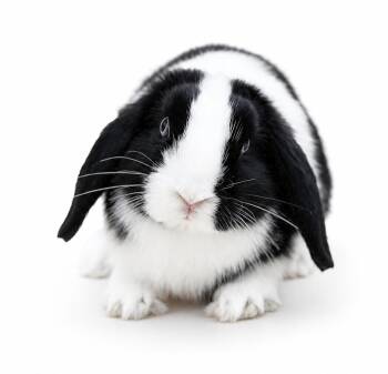 Emma is baby bunny brilliance - EPIC CUTE -  Lop Eared and Holland Lop Rabbit for Adoption in Bedford Hills, New York - Emma Is Baby Bunny Brilliance - EPIC CUTE | PetCurious