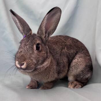 Kitty -  American Rabbit for Adoption in Columbia, Maryland - Kitty | PetCurious