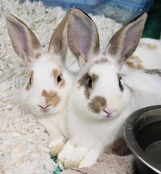 Rescue English Spot and Bunny Rabbit Rabbits for Adoption in Huntsville, Alabama - Cassian & Ansel (bonded Brother Pair) | PetCurious