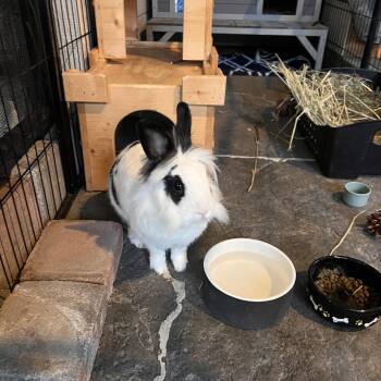 Snoopy -  New Zealand Rabbit for Adoption in Nampa, Idaho - Snoopy | PetCurious