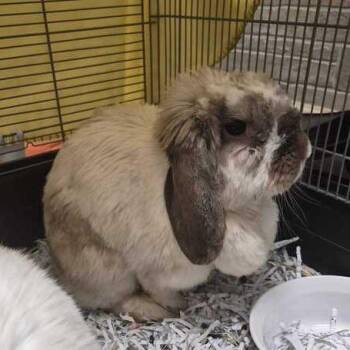 Mizi -  Holland Lop Rabbit for Adoption in Davenport, Iowa - Mizi | PetCurious
