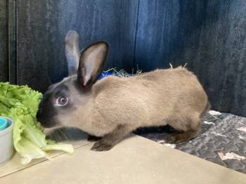 EYDIE -  Bunny Rabbit Rabbit for Adoption in Tustin, California - EYDIE | PetCurious