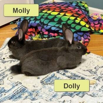 Rescue Bunny Rabbit Rabbits for Adoption in Wheaton, Illinois - Molly | PetCurious