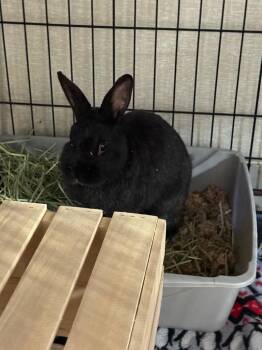 Aladdin -  American Rabbit for Adoption in Pomona, New York - Aladdin | PetCurious