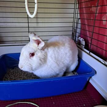 Jasper -  Bunny Rabbit Rabbit for Adoption in Gansevoort, New York - Jasper | PetCurious