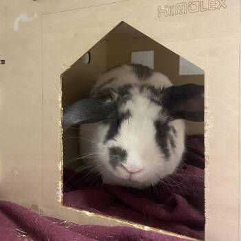 French Lop Rabbits Available for Adoption in Pittsburgh, Pennsylvania - Thumper | PetCurious