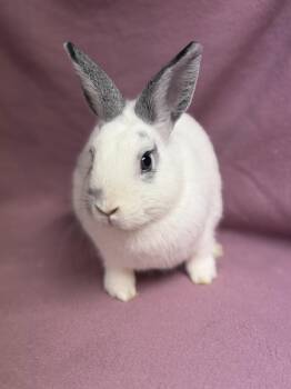 Fester -  English Spot Rabbit for Adoption in Edinburg, Pennsylvania - Fester | PetCurious