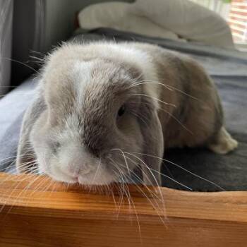Remington -  Holland Lop Rabbit for Adoption in Kalamazoo, Michigan - Remington | PetCurious