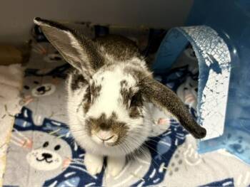 POPCORN -  Bunny Rabbit Rabbit for Adoption in Fort Wayne, Indiana - POPCORN | PetCurious