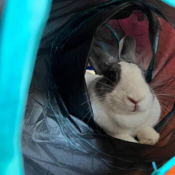 Corn on the Cob -  Dutch Rabbit for Adoption in Richmond, California - Corn On The Cob | PetCurious