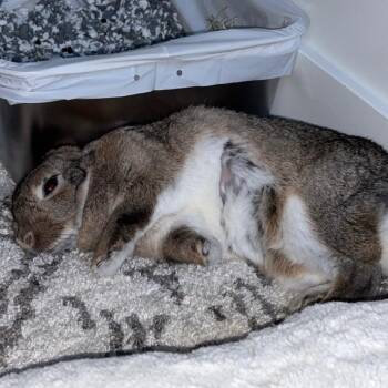 American Rabbits Available for Adoption in Murray, Utah - Hazel | PetCurious