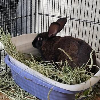 American Rabbits Available for Adoption - Sage | PetCurious