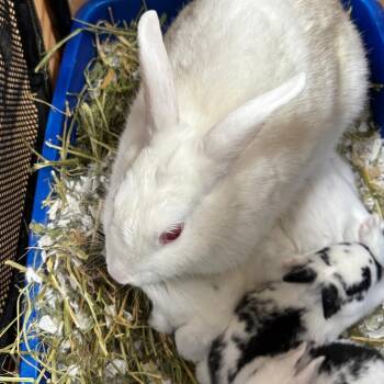 Tomatilla -  Bunny Rabbit Rabbit for Adoption in Richmond, California - Tomatilla | PetCurious