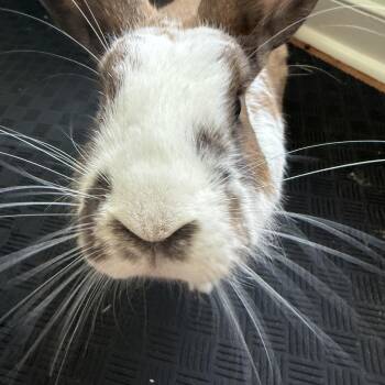 Rescue Flemish Giant Rabbits for Adoption in Midlothian, Virginia - Brownie | PetCurious