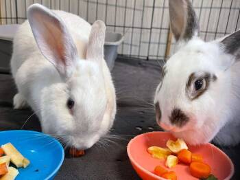 Rescue New Zealand Rabbits for Adoption in Troy, Alabama - Dutchess | PetCurious