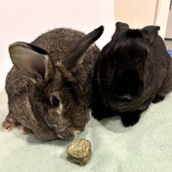Rescue Flemish Giant Rabbits for Adoption in Portland, Oregon - Mimosa (bonded To Benedict Cumberbun) | PetCurious