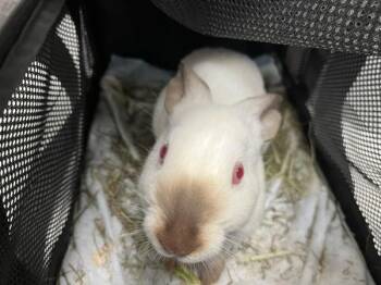 Bunny Rabbit Rabbits Available for Adoption - Cold Foam | PetCurious